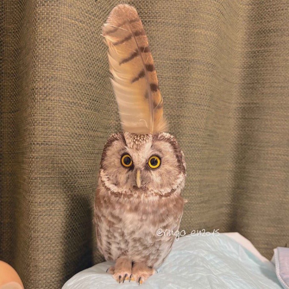 Little Chief Big Feather.