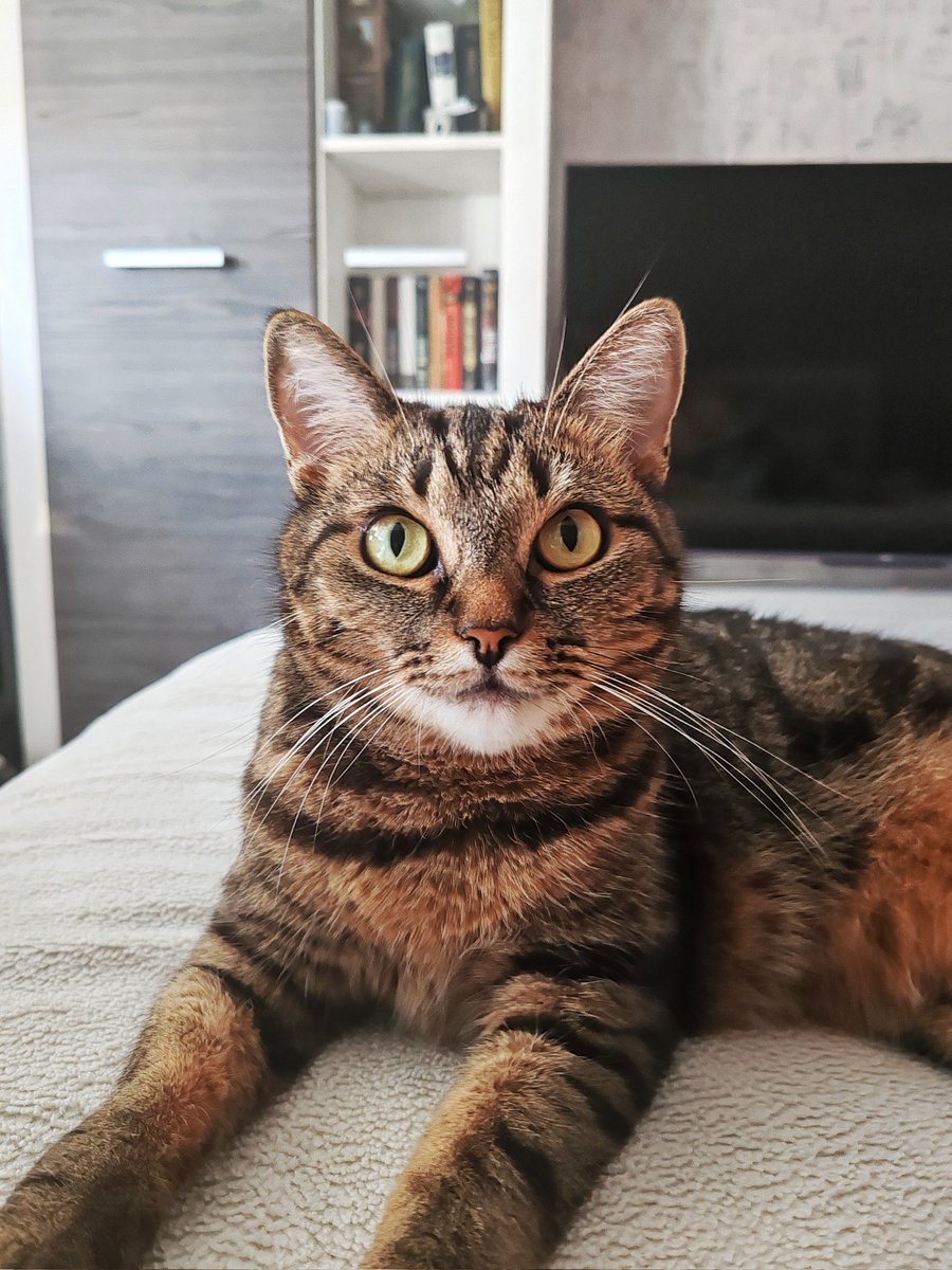 Кот Да Винчи tweet media