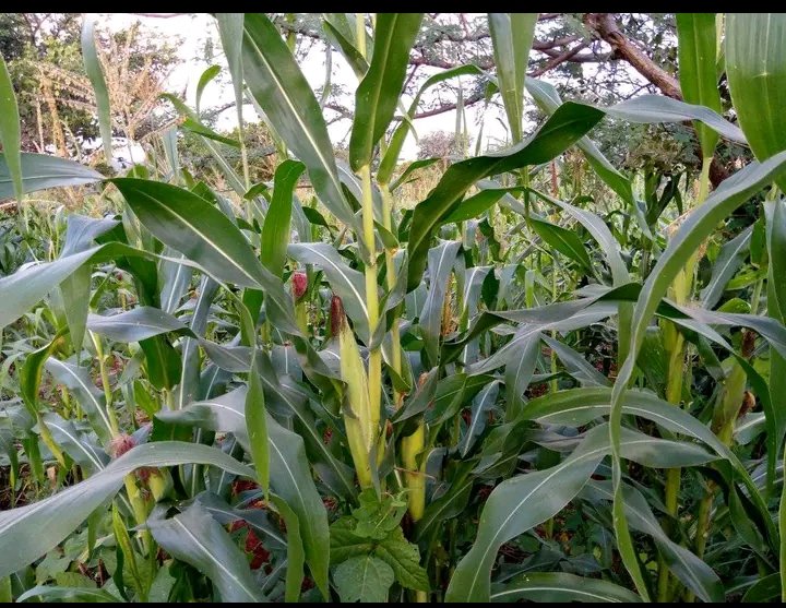 A holistic approach is needed for sustainable development in Taita Taveta County! ✅ Agriculture, 🌱 Environment, &amp; Empowerment  must go hand in hand. The Taita Taveta People Forum is leading the way for a brighter, greener future!