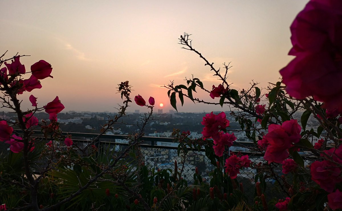 _Ranvir19's tweet photo. Soft petals &amp; Warm light, exclusive only from the terrace of @BLRxZo 🌇 
 #sunset https://t.co/VNtm7JqKEK