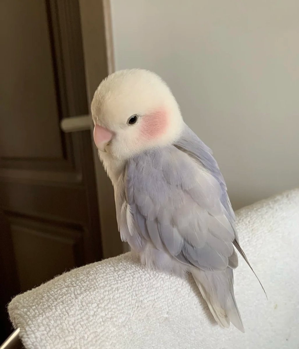 sahsi oglandan iltifat alınca benim yanaklar