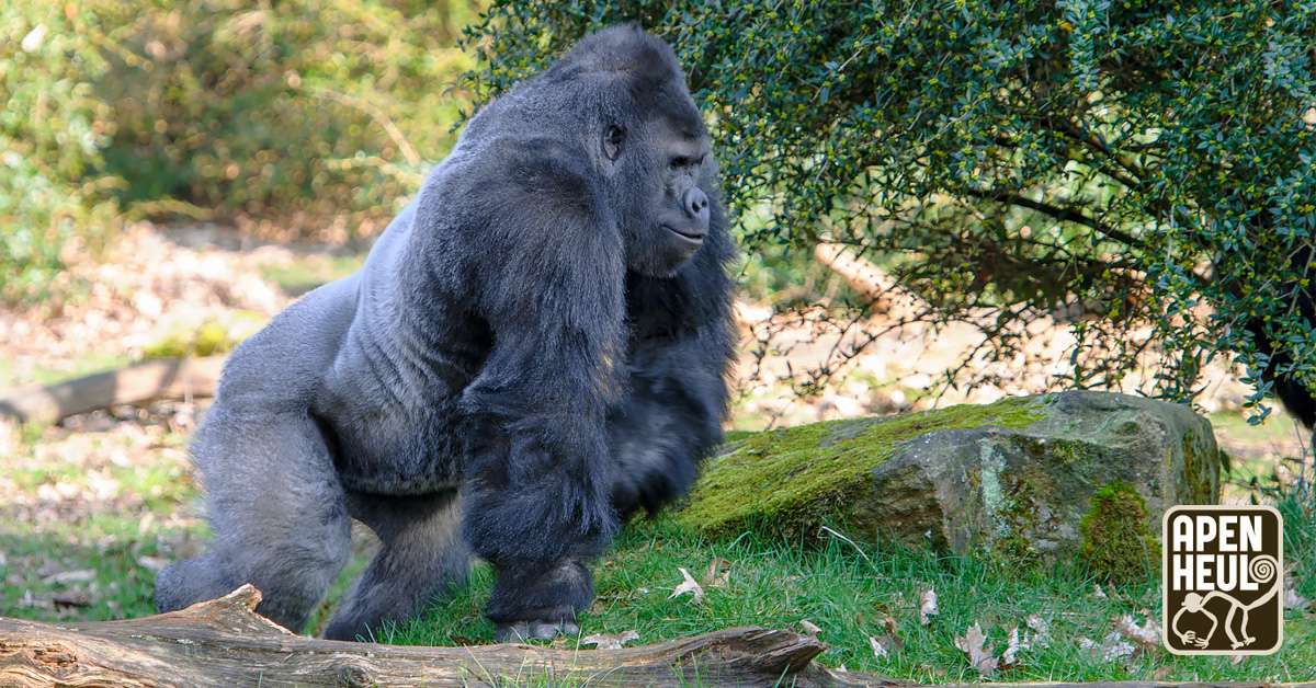 Na een hoop leuke berichten heeft Stichting Apenheul besloten te stoppen met posten op X. We blijven actief als <a href="/Apenheul/">Apenheul</a> (@stichting_apenheul op Tiktok) op onze andere socials, dus hou deze goed in de gaten👀 Tot daar! ✍️ #Apenheul #X