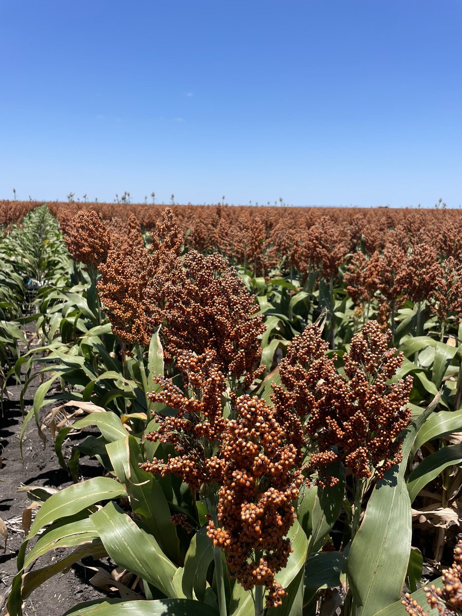 KylaDavie's tweet photo. Sorghum Summer❣️ https://t.co/1UTRb2PNwX