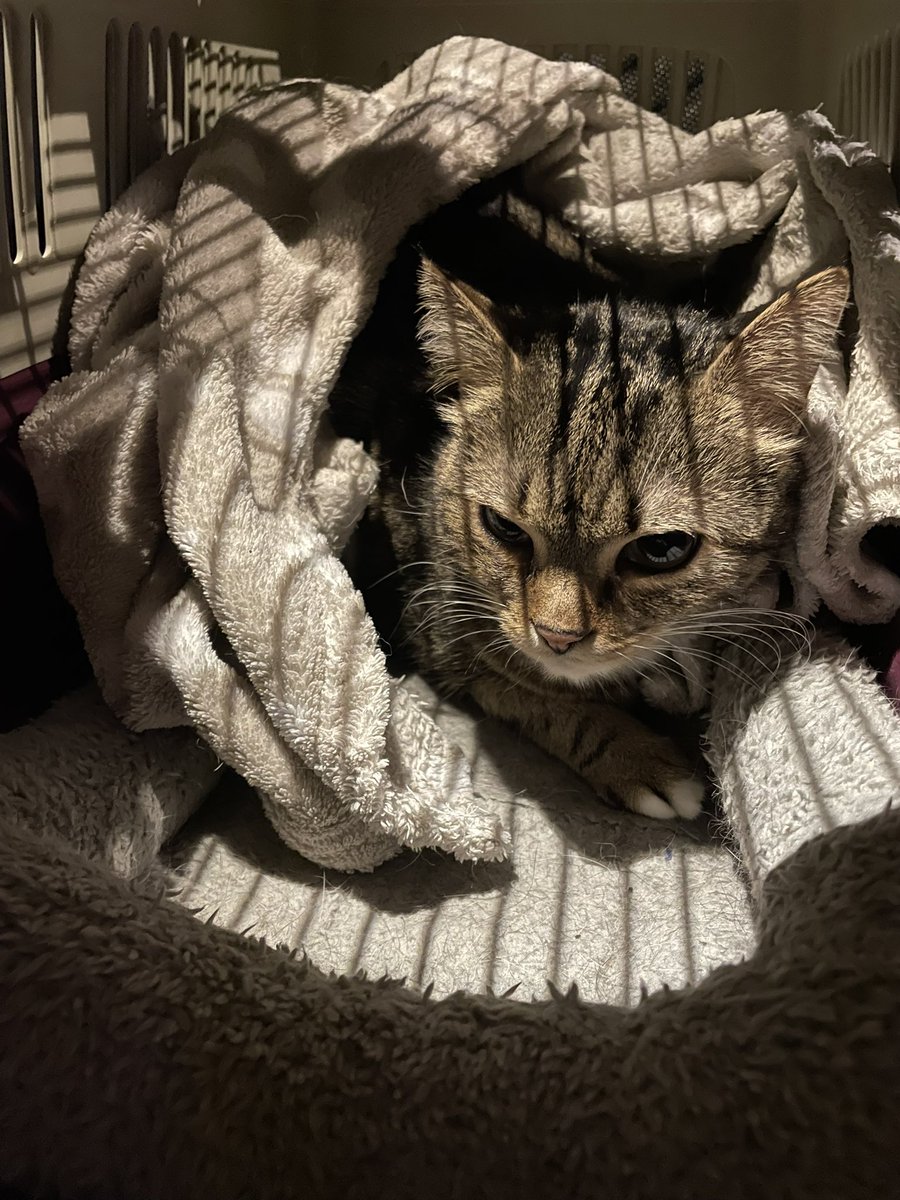 Gemeinheit. Kein Frühstück und dann ging’s noch in den Transportkorb. Und dann auch noch ins Auto 😰

Bei Kaya steht eine Zahnsanierung an. Dafür gibt’s heute Abend extra viel kuscheln 🥹