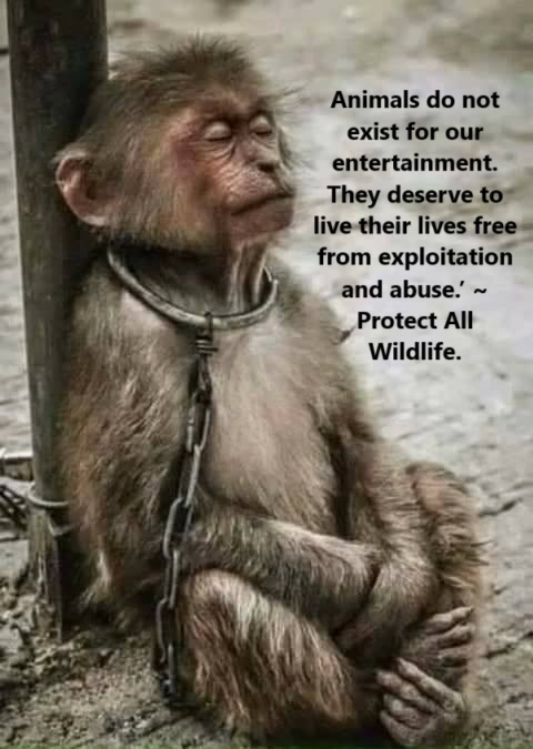#ThoughtForTheDay 

"Animals do not exist for our entertainment. They deserve to live their lives free from exploitation and abuse." ~ Protect All Wildlife.

There is NO excuse for animal abuse EVER!

#AnimalRights ✅ #AnimalWelfare ✅

#AnimalAbuse ❌ #AnimalCruelty ❌