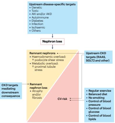 Hans-Joachim Anders (@hjanders_hans) on Twitter photo Now open access <a href="/DiseasePrimers/">Nature Reviews Disease Primers</a>
Chronic Kidney Disease
All you need to know about CKD and how to halt CKD progression
rdcu.be/d71Rj Now open access <a href="/DiseasePrimers/">Nature Reviews Disease Primers</a>
Chronic Kidney Disease
All you need to know about CKD and how to halt CKD progression
rdcu.be/d71Rj
