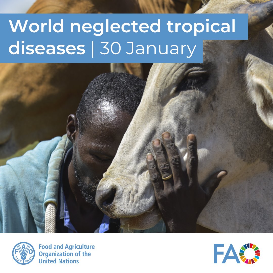 FAO Livestock (@faolivestock) on Twitter photo World neglected tropical diseases (NTDs) are a critical challenge to global health security.
<a href="/FAO/">Food and Agriculture Organization</a> is supporting its members to control and eliminate #trypanosomosis by mapping the continental distribution of #tsetseflies in Africa.
More📑bit.ly/4a2LwYT
#WorldNTDDay World neglected tropical diseases (NTDs) are a critical challenge to global health security.
<a href="/FAO/">Food and Agriculture Organization</a> is supporting its members to control and eliminate #trypanosomosis by mapping the continental distribution of #tsetseflies in Africa.
More📑bit.ly/4a2LwYT
#WorldNTDDay