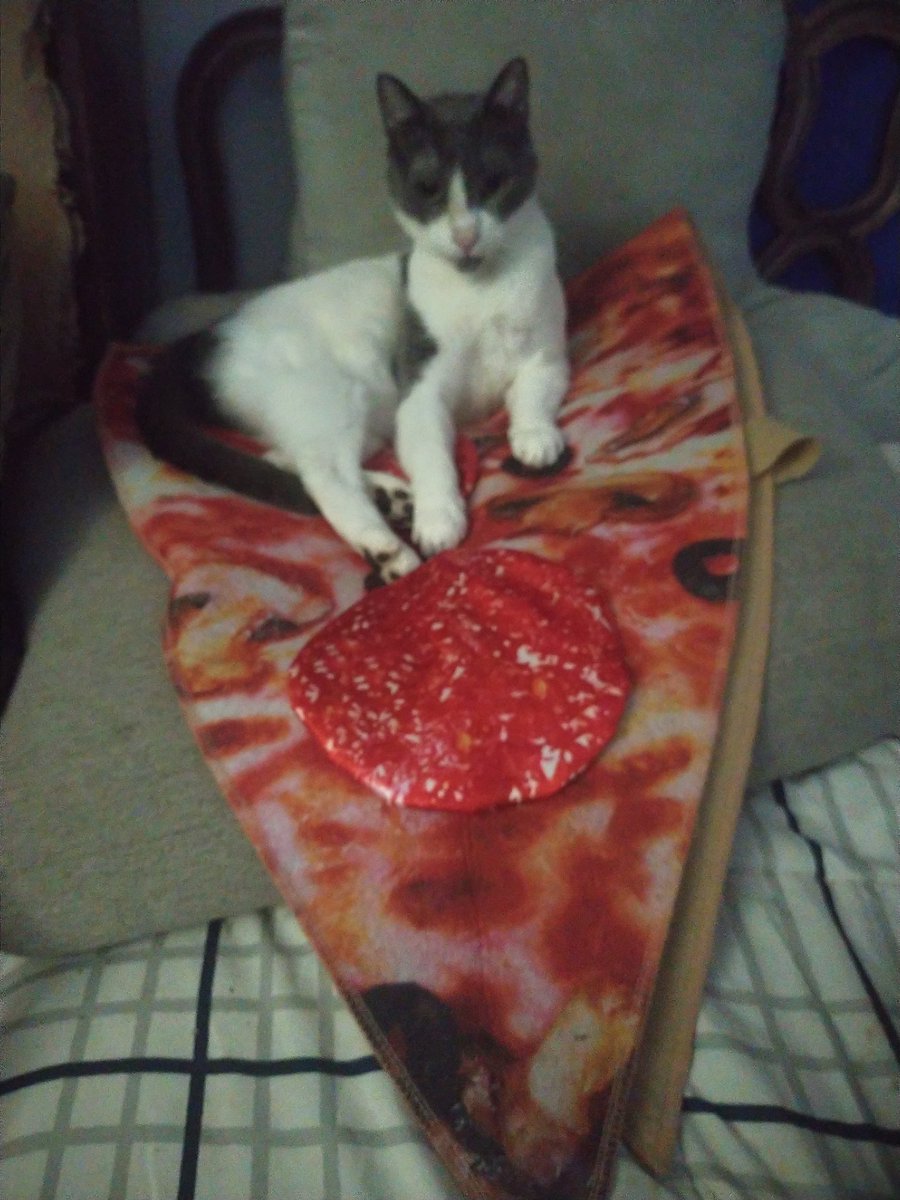 jaylh2001's tweet image. DSH Cat on Pizza with pepperoni, olive and mushrooms. #CatsOnTwitter #pizzacat