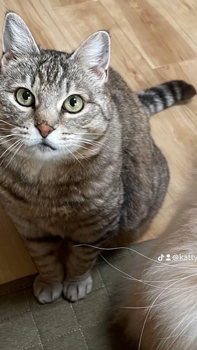 ktmam083's tweet image. 【拡散の協力】をお願いします🙏

小雪ちゃんの捜索から今年の５月で丸２年
有力な手掛かりなし

人懐っこいから何処かで飼われてると思ってしまう

もし保護してそのまま飼ってる人がいたなら飼い主へ
必ず連絡してください

無理ならば #警察 #保健所
へ早急に連絡を
情報提供もお願いします