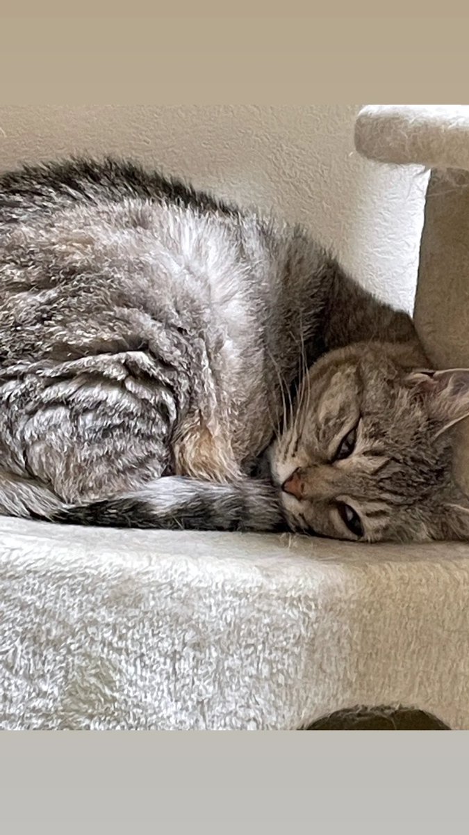 ktmam083's tweet image. 【拡散の協力】をお願いします🙏

小雪ちゃんの捜索から今年の５月で丸２年
有力な手掛かりなし

人懐っこいから何処かで飼われてると思ってしまう

もし保護してそのまま飼ってる人がいたなら飼い主へ
必ず連絡してください

無理ならば #警察 #保健所
へ早急に連絡を
情報提供もお願いします