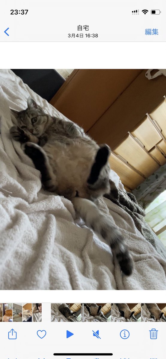 ktmam083's tweet image. 【拡散の協力】をお願いします🙏

小雪ちゃんの捜索から今年の５月で丸２年
有力な手掛かりなし

人懐っこいから何処かで飼われてると思ってしまう

もし保護してそのまま飼ってる人がいたなら飼い主へ
必ず連絡してください

無理ならば #警察 #保健所
へ早急に連絡を
情報提供もお願いします