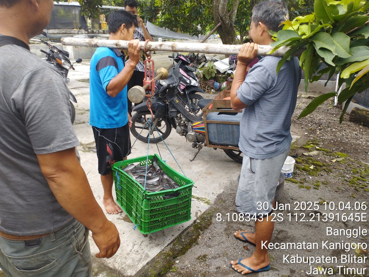 RikeLurin's tweet photo. Kamis 30/01/2025, Rike Lurin Luhkan Kab.Blitar Pendataan produksi Bapak Mujahidin Pokdakan Barokah Maju Lancar panen lele 103 kg, Harga Rp. 18.000/kg 
#produksi
#GiatluhkanSatminkalBWI
@bppsdm_kp 
@bppsdm_bp3bwi https://t.co/gvAwquuBJh