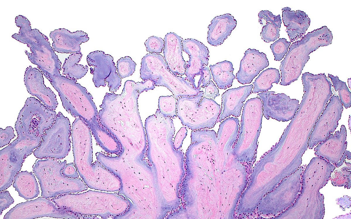 Ziad El-Zaatari tweet media