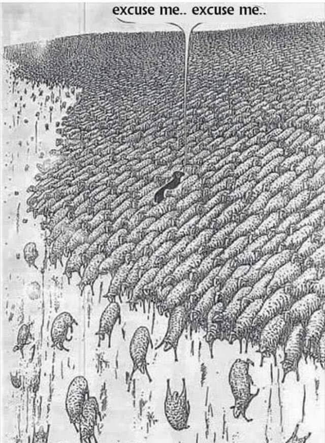 segalink's tweet photo. While the flock moves in unison, the black sheep stands apart - not from defiance, but discernment. History has shown that crowds, despite their size and certainty, can march confidently in the wrong direction. It takes uncommon courage to pause, assess, and voice concern when everyone else seems so sure of their path.

These independent spirits aren't merely rebels without cause. They're the guardians of wisdom who dare to question, the pioneers who spot the precipice ahead when others see only the comfort of consensus. Their perspective, though often dismissed, can be the difference between progress and catastrophe.

So perhaps we should view our black sheep differently—not as troublemakers, but as trailblazers. They remind us that conformity isn't always wisdom, and that our greatest advances often begin with someone willing to stand alone. Their gift to us isn't just their dissent—it's their demonstration that thinking independently isn't just an option, it's sometimes a necessity. 🌼