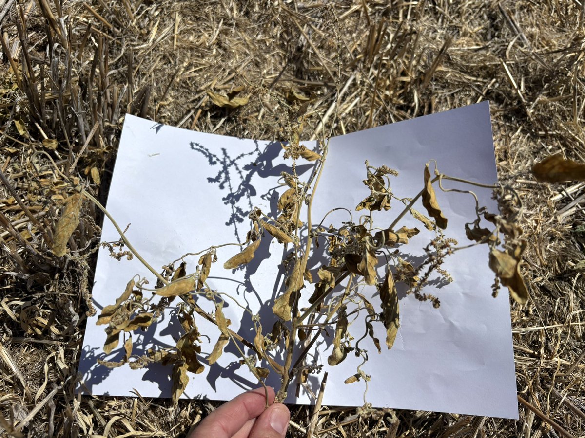 Summer weed control trials never end. Always more to learn this time with investigating new adjuvants, new formulations of 24D, and how certain spikes can assist or antagonise with certain weeds 🌱  <a href="/harry_simpson11/">Harry Simpson</a> <a href="/brettbarker92/">Brett Barker</a> <a href="/AndrewDMAgro/">Andrew James</a> <a href="/CropDoctor54/">Chris Davey</a> <a href="/SeanM_DMAg_SA/">Sean Matthewson</a>