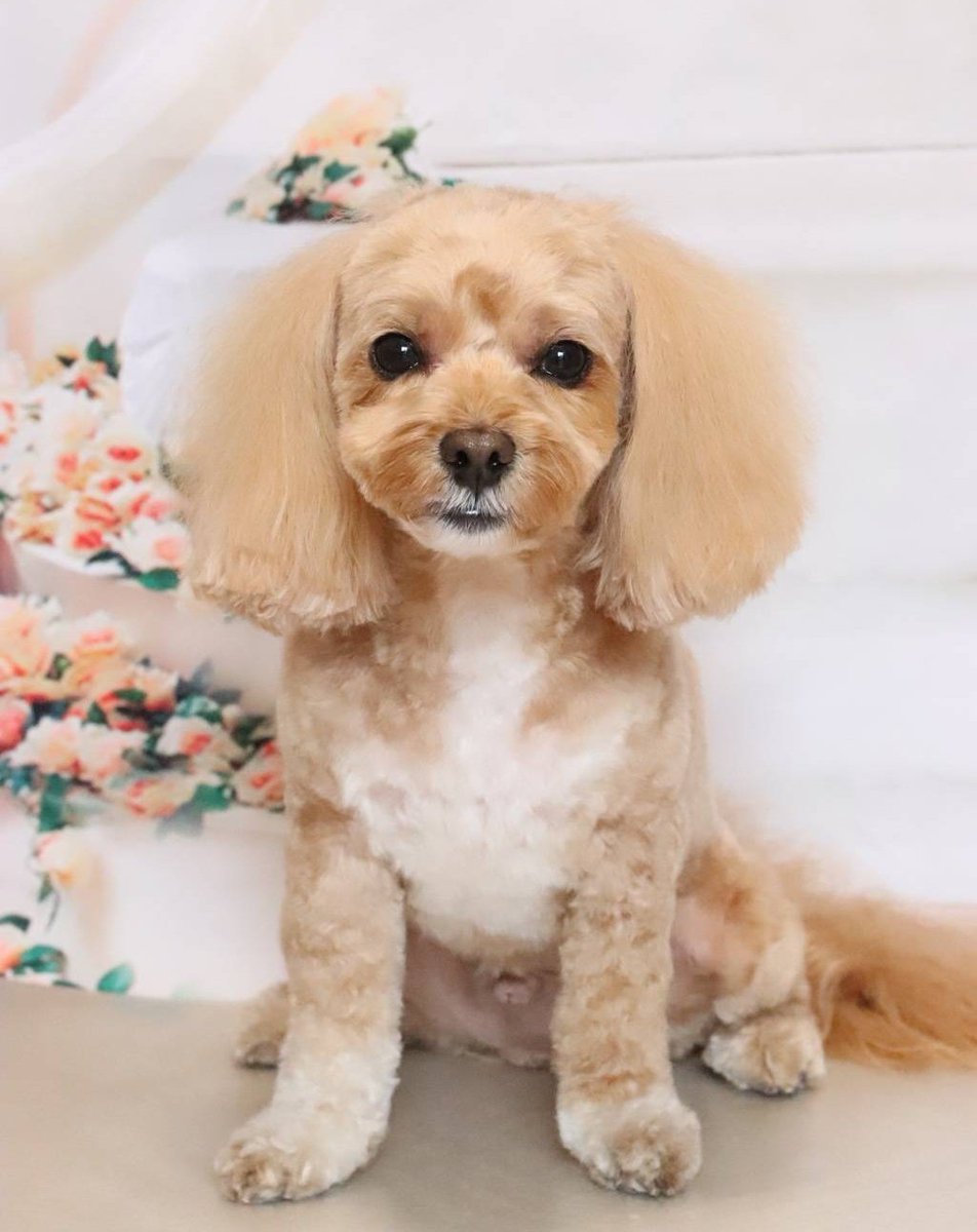 マルプー (@MalPoooo) / Posts / X