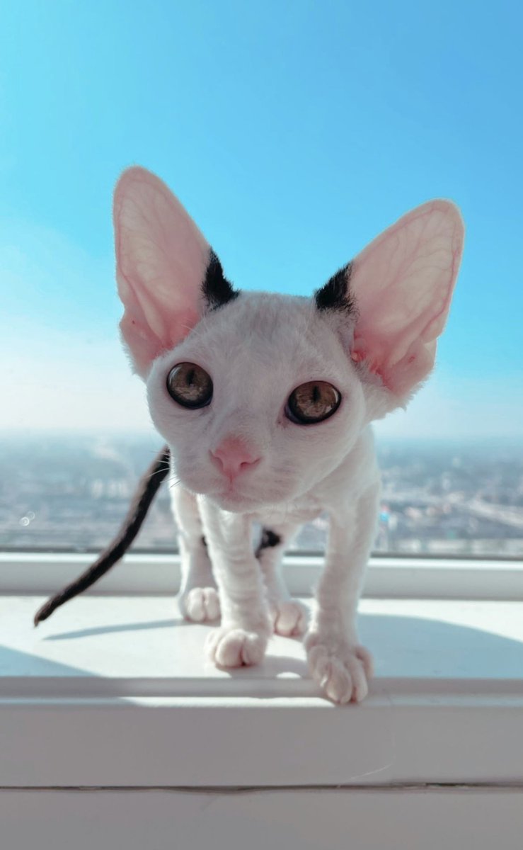 6259punk's tweet photo. @mrsirmemecoin Hello CAT WARRIOR $PAGS

6WQD1jLm7PDoRgW78PVCATeHgR5bj4rW4VV98sxhz2c5 https://t.co/9eD5hPn03i