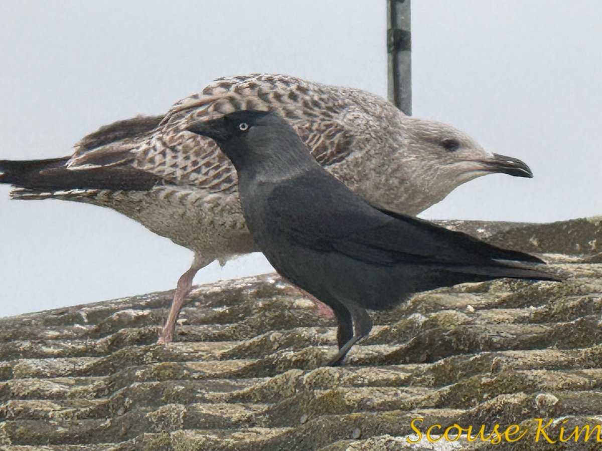 scouse kim tweet media