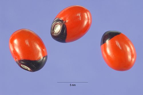 The seeds of Abrus precatorius are very consistent in weight, even under different moisture conditions due to the water-impermeable seed-coat.

Formerly Indians used these seeds to weigh gold using a measure called a Ratti, where 8 Ratti = 1 Masha; 12 Masha = 1 Tola (11.6 Grams).
