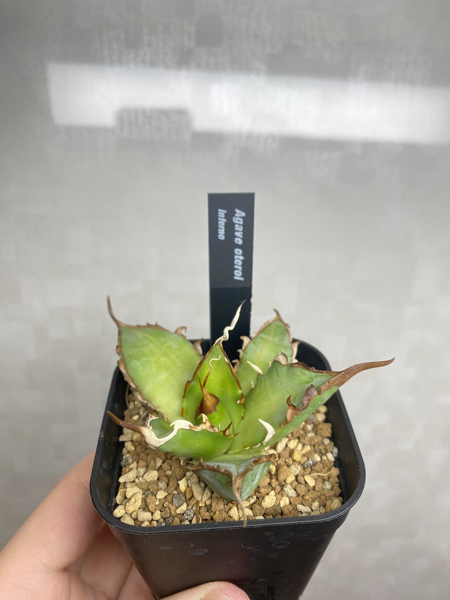 最近ツイートしてないけどアガベはやってます👍