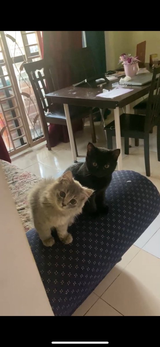 shakmashimo's tweet photo. Nak let go my baby black cat, mix cat taktahu nak cakap dia ni kucing baka apa tapi mak dia domestic long hair. If berminat boleh dm atau ws yaaa 

With fee https://t.co/475b9bHnoQ