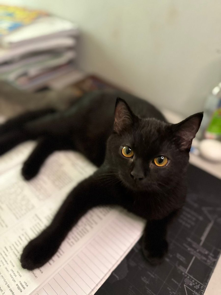 shakmashimo's tweet photo. Nak let go my baby black cat, mix cat taktahu nak cakap dia ni kucing baka apa tapi mak dia domestic long hair. If berminat boleh dm atau ws yaaa 

With fee https://t.co/475b9bHnoQ
