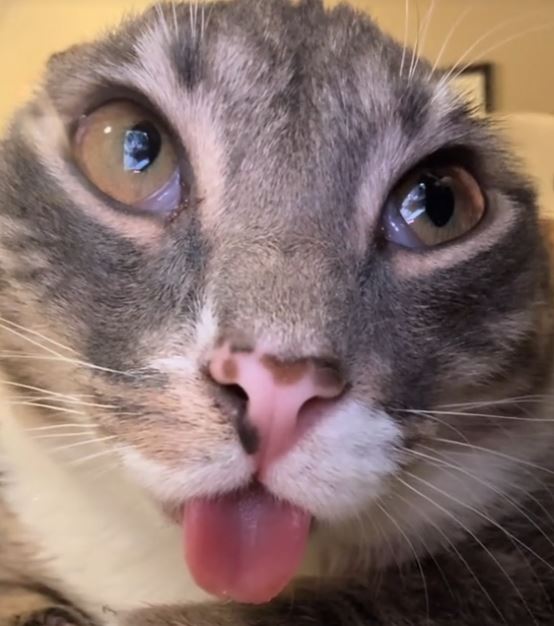 mooshiebrud's tweet photo. @xyzvitaly Rigby the cat

8XAoRFRnS8ddtyaaKcdbi4PzD8USboNAUmYfkR1Wpump https://t.co/4r2YGI0iiL