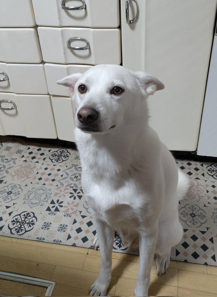 pukunohonmaru's tweet photo. 撫でられ待ちの犬です https://t.co/H2I9wWYout