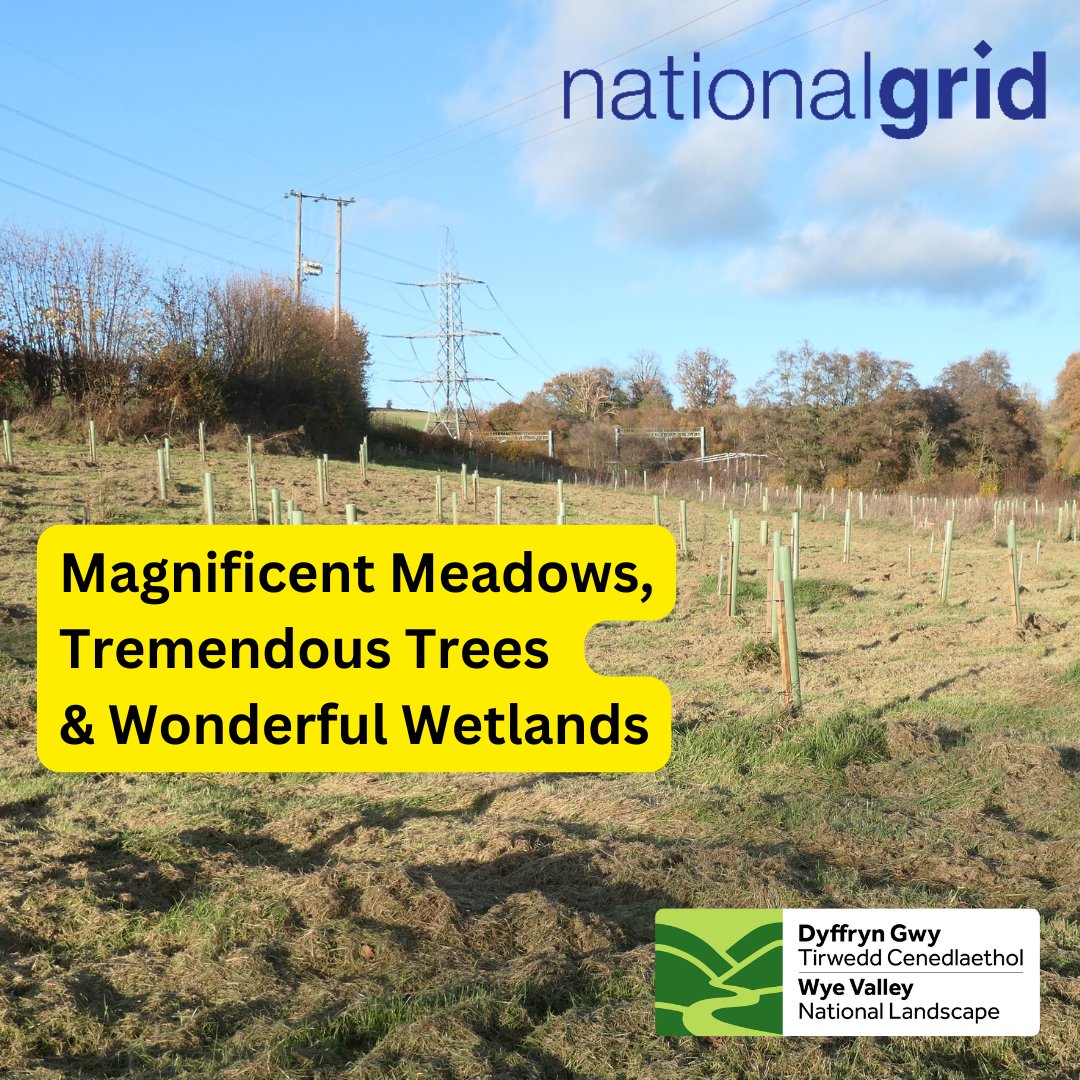 Wye Valley National Landscape (@wyevalleynl) on Twitter photo Delighted to be working with <a href="/nationalgrid/">National Grid</a> on our Magnificent Meadows, Tremendous Trees & Wonderful Wetlands project, mitigating the visual impact of National Grid high voltage power lines near Coughton & Marstow in partnership with Herefordshire Meadows & 9 farmers/landowners. Delighted to be working with <a href="/nationalgrid/">National Grid</a> on our Magnificent Meadows, Tremendous Trees & Wonderful Wetlands project, mitigating the visual impact of National Grid high voltage power lines near Coughton & Marstow in partnership with Herefordshire Meadows & 9 farmers/landowners.