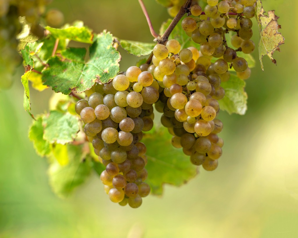 Riesling thrives in cool climate conditions &amp; we've made it since Greywacke's inception. That will never change as we love its elegance... &amp; it's the fave wine of Kimberley! 🥰⁠
⁠
Grab a glass today - l8r.it/sWxo

📷️ K Judd