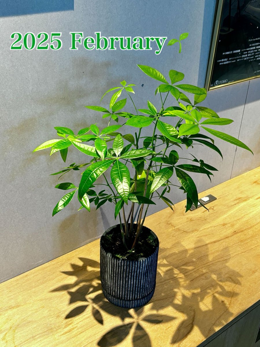 ＼CafeGroup公式X開設1周年！ 👏／
今後も情報発信を強化し、CafeGroupを知ってもらえるコンテンツを届けます！✨
初投稿と同じ場所で観葉植物をパシャリ！元気に育ってます🌱
#MyXAnniversary #CafeGroup