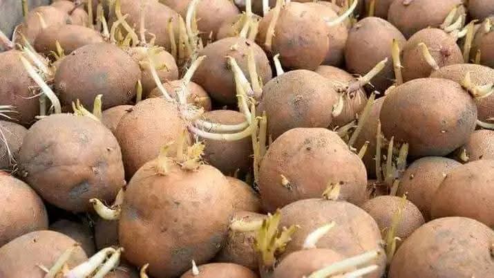 Agronomme_'s tweet photo. Good Quality potatoes seeds!

#Agronomme🇷🇼 https://t.co/2uCxiMD5Zu