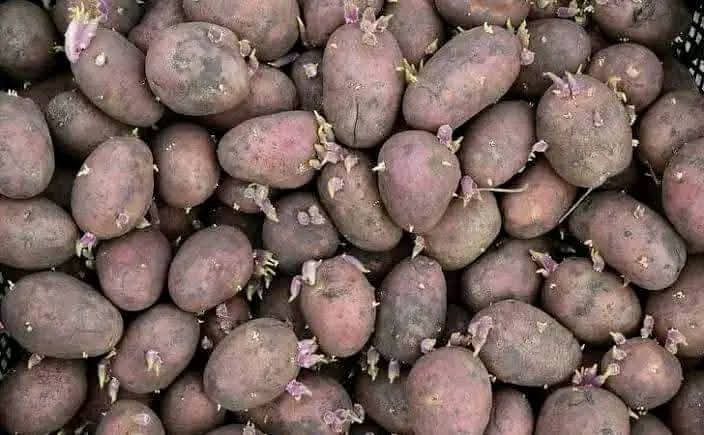 Agronomme_'s tweet photo. Good Quality potatoes seeds!

#Agronomme🇷🇼 https://t.co/2uCxiMD5Zu