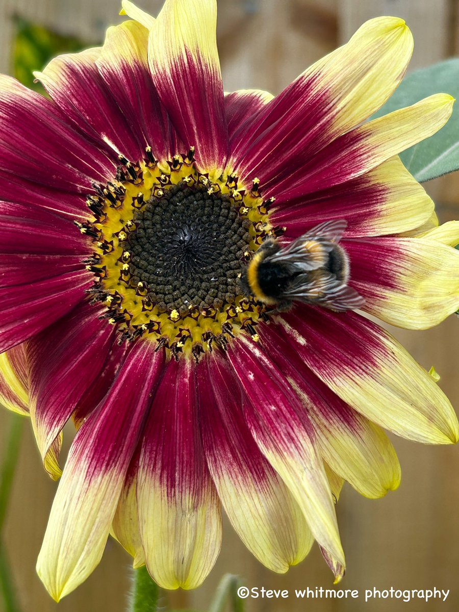 stevewhtmr's tweet image. #InsectThursday #Summer2024 Buff- tailed Bumblebee 🐝