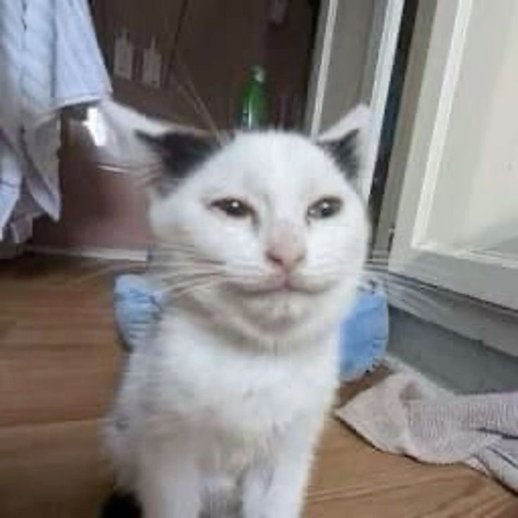 bitbtioa's tweet photo. When you try not to laugh at your own joke https://t.co/OfFjOQGPPD