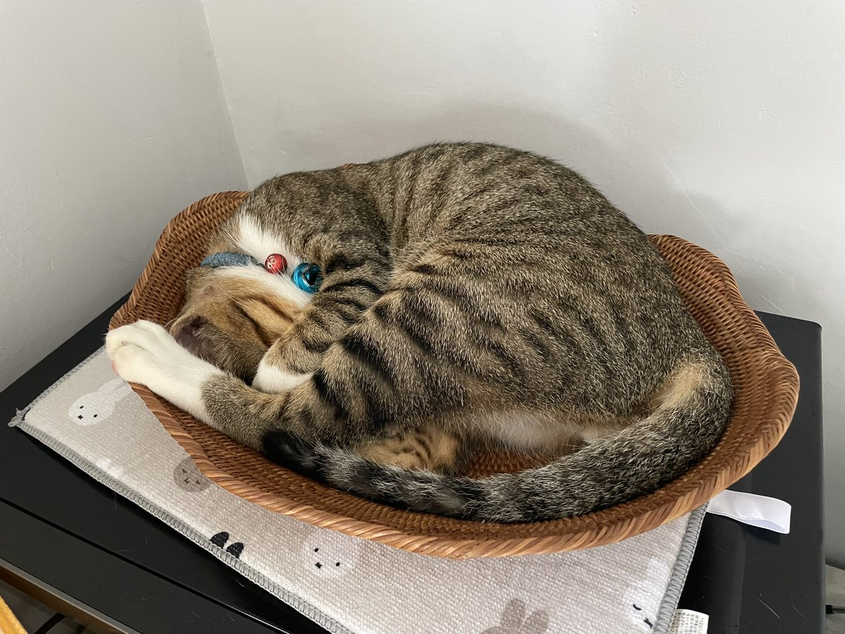 karisma_bali's tweet photo. フルーツ入れるために買ったアタのカゴ。ネコのベッドになりました😸 https://t.co/JQuCBHOPJD