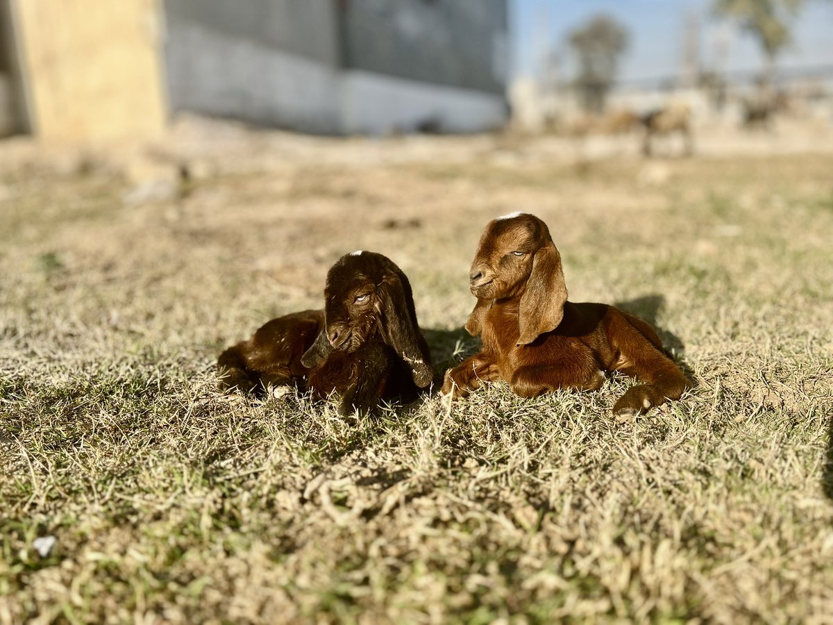 OneNationt's tweet photo. Baby goat 🍼 https://t.co/uYwP3PyZwQ