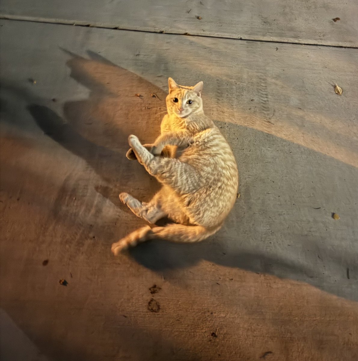 ethN_lien's tweet photo. Praying this cat is a stray so I can say the cat distribution system blessed me https://t.co/8bynqKxdXi
