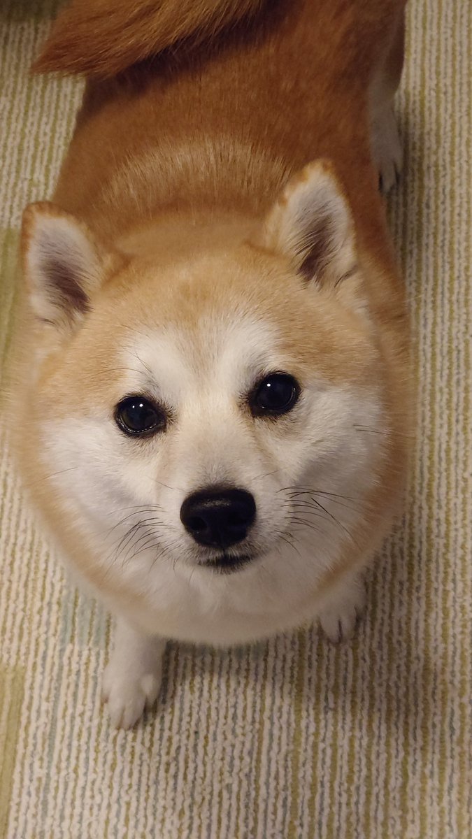 sisi3po's tweet photo. 守りたい、このきゅるん https://t.co/8bvHbt9u1M