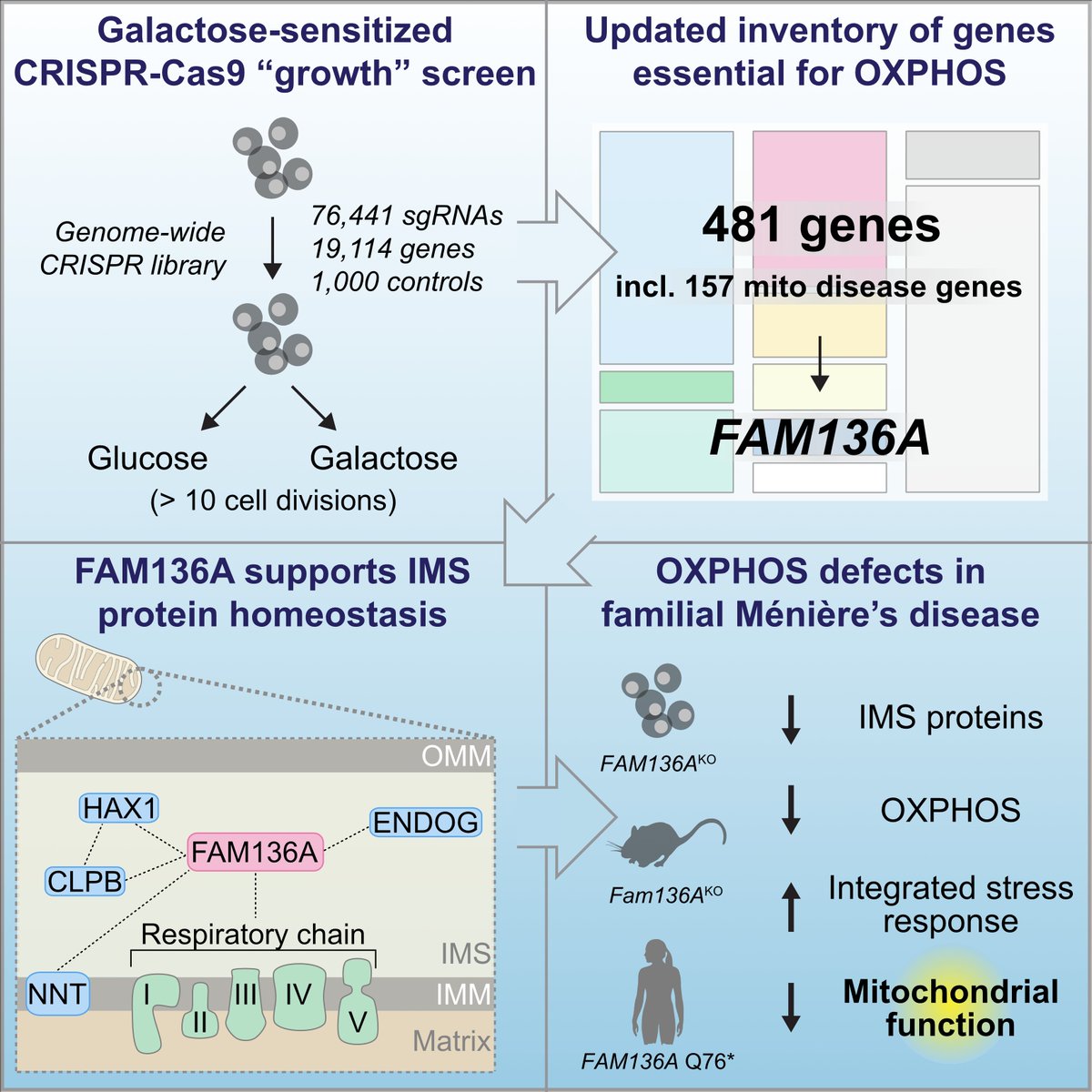 Alexis A. Jourdain (@jourdainlab) on Twitter photo New preprint from the lab! 🚨
🧫 New galactose #CRISPR screening strategy
🎯 481 genes required for #OXPHOS
⚙️ #FAM136A in IMS proteostasis
👂Mito defects in #Menieres disease
by Marcell Harhai <a href="/FBM_UNIL/">Faculté de biologie et de médecine (inactif)</a>
A short thread 1/5
biorxiv.org/content/10.110… New preprint from the lab! 🚨
🧫 New galactose #CRISPR screening strategy
🎯 481 genes required for #OXPHOS
⚙️ #FAM136A in IMS proteostasis
👂Mito defects in #Menieres disease
by Marcell Harhai <a href="/FBM_UNIL/">Faculté de biologie et de médecine (inactif)</a>
A short thread 1/5
biorxiv.org/content/10.110…