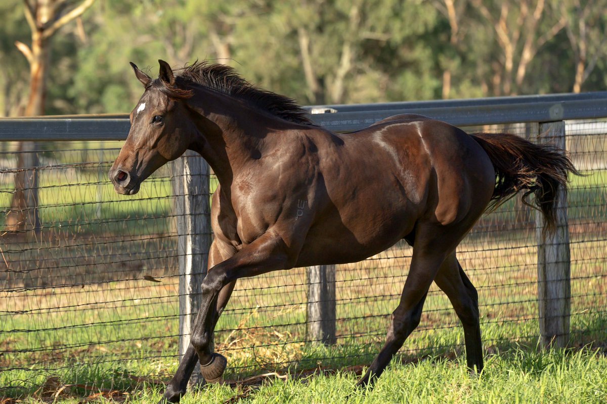 WillowParkStud tweet media