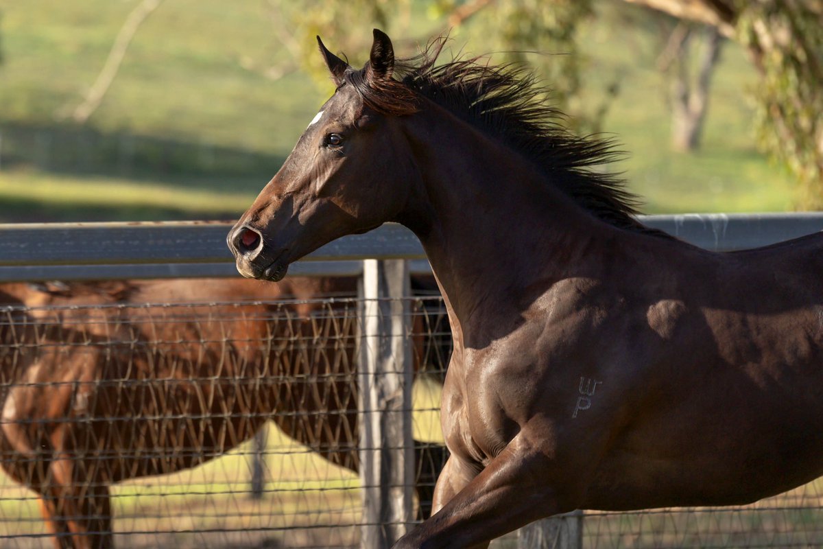 WillowParkStud tweet media