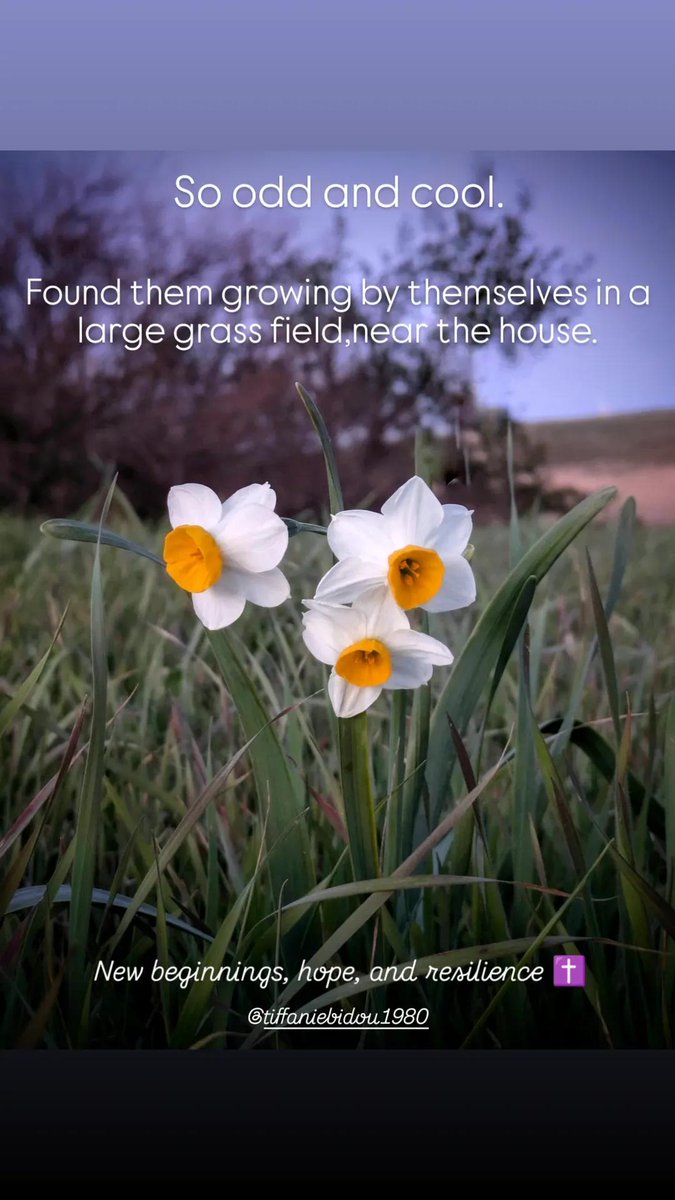 #daffodil