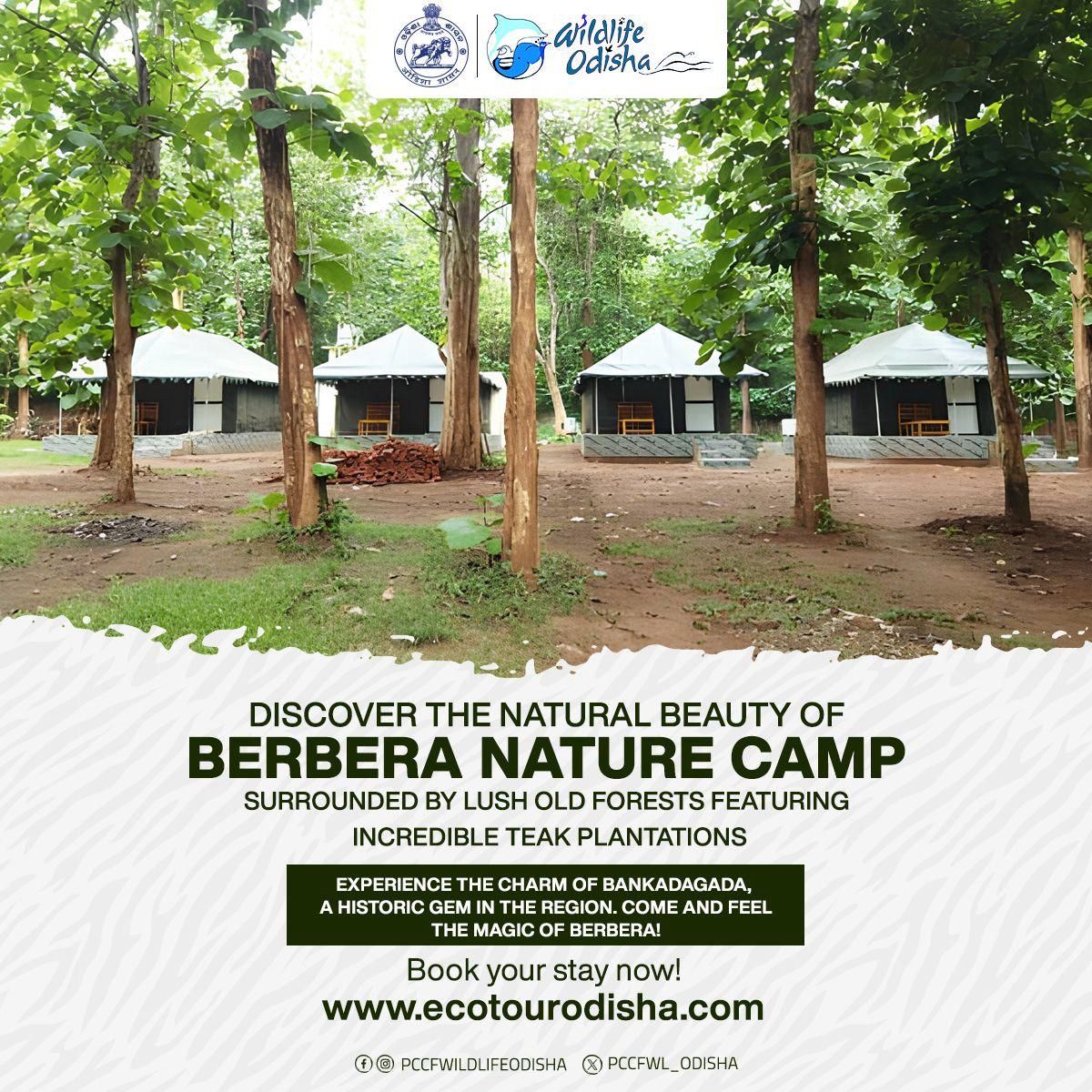 "Discover #BerberaNatureCamp!

Explore 2,500ft high campsites at Mahisigotha &amp; Mahulia
Visit Maa Bhagabati Temple &amp; stunning Dhuanali forest
Uncover historic Bankadagada

#NatureLovers #WildlifeAdventures #ExploreKhordha"