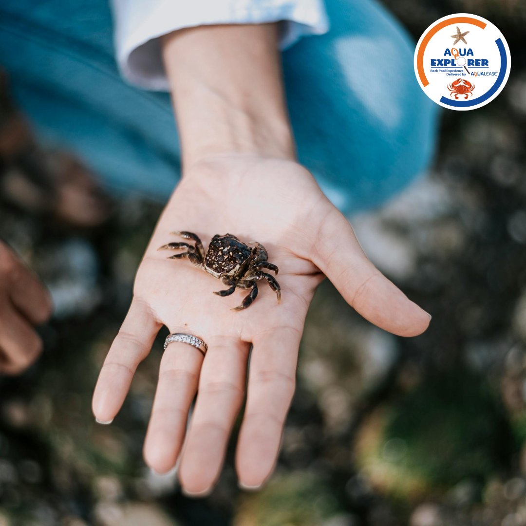 If the children at your school would love to find out more about crabs, why not book our rockpool?🦀
Not only will our Marine Rangers share lots of interesting facts about all of the inhabitants, the children will be invited to HOLD them!
#AquaExplorer #HandsOnLearning #RockPool