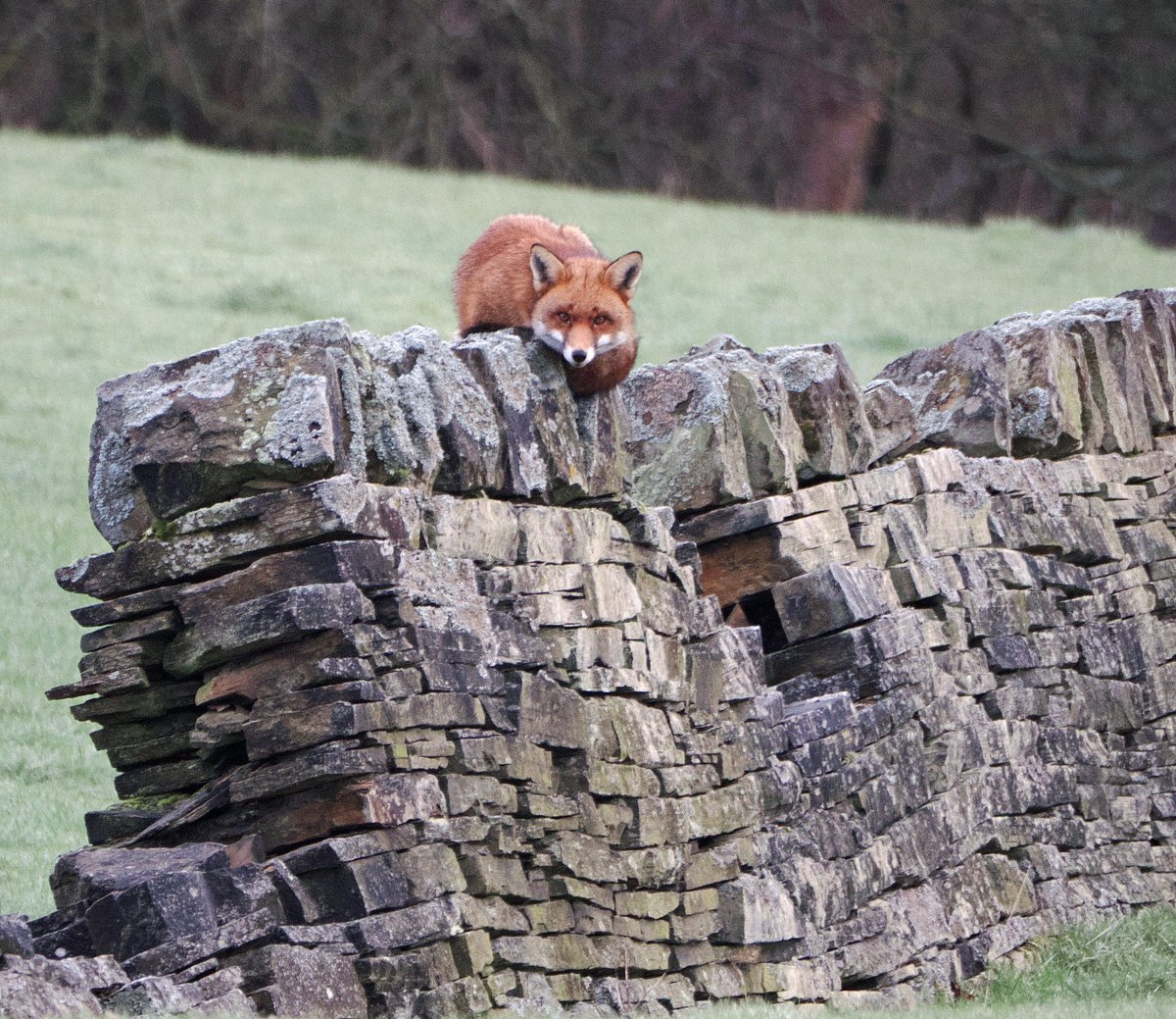 Seems like a good vantage point . Fox on the rocks , shared by <a href="/rodshelf/">Rodshelf (@rodshelf.bsky.social)</a> for today's #FoxOfTheDay