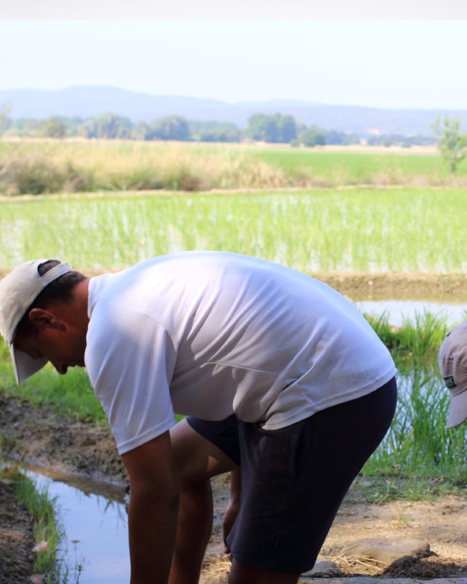 De quan a Pals teníem aigua i encara és feia la festa de la plantada amb el camps inundats. Actualment la plantada de l'arròs és fa en sec.

#restaurantsolblanc #visitpals #arrosdePals