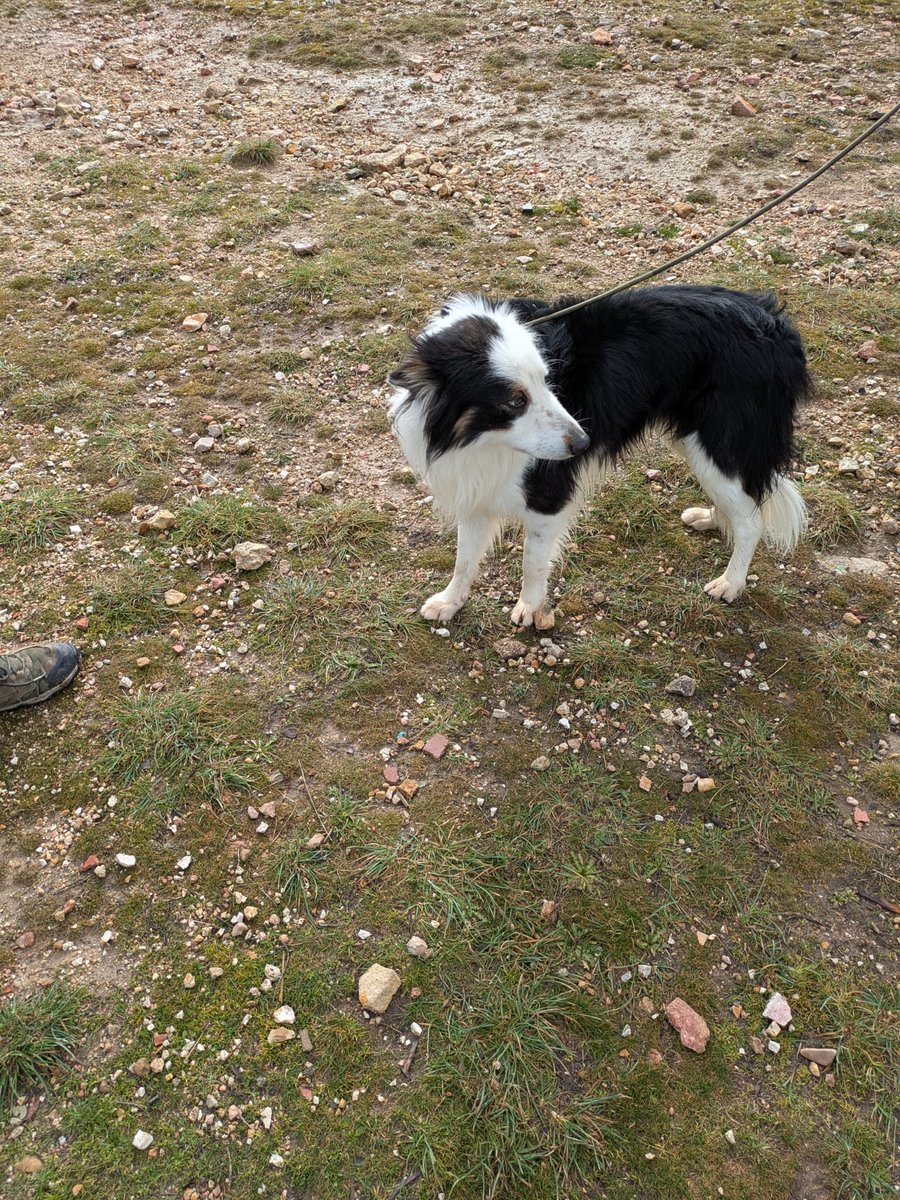 Jack, un border collie de 4 años. Muy cariñoso y juguetón. Esterilizado, chipado, vacunado, etc. Sabe pasear con correa.
Si estás interesado, escribe a protectora@elhocico.org o manda un wasaps