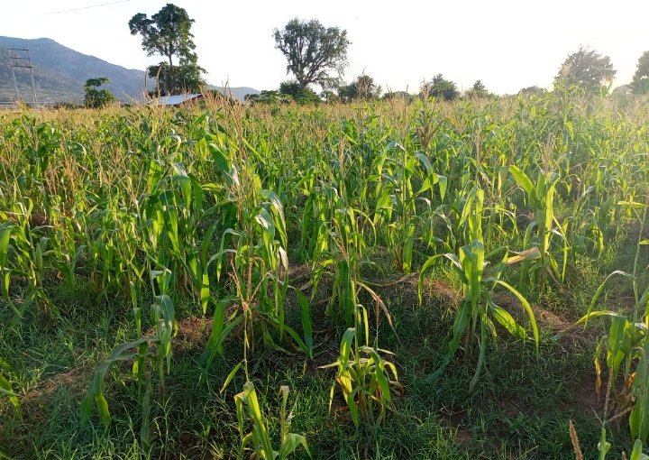 Protecting the Tsavo ecosystem is crucial for Voi's future! 🌍 The Taita Taveta People Forum calls for anti-poaching measures, reforestation, &amp; sustainable water management to combat climate change &amp; conserve biodiversity.