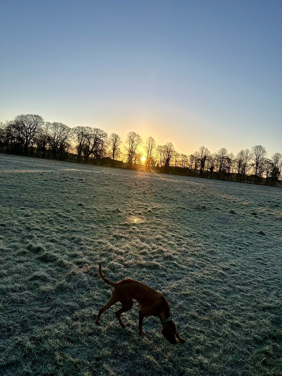 Morning everyone, especially my fellow #NUFCfans - almost the weekend! 🖤🤍

#sunrise #darleyabbey #vizsla